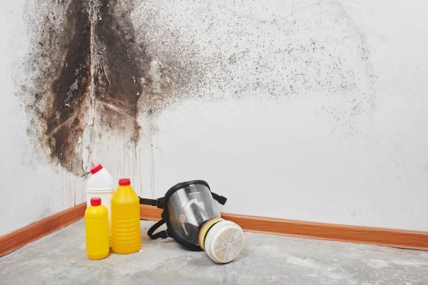 Best Fast Mold Removal  in Big Rapids, MI