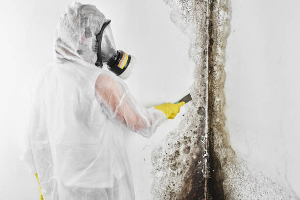 Best Home Mold Removal  in Big Rapids, MI