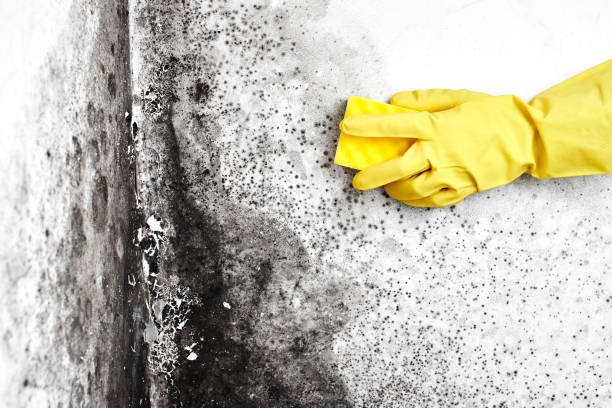 Best Mold Testing  in Big Rapids, MI