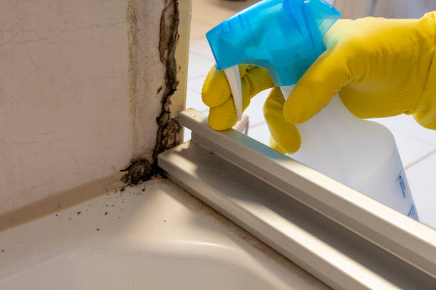 Best Black Mold Removal  in Big Rapids, MI