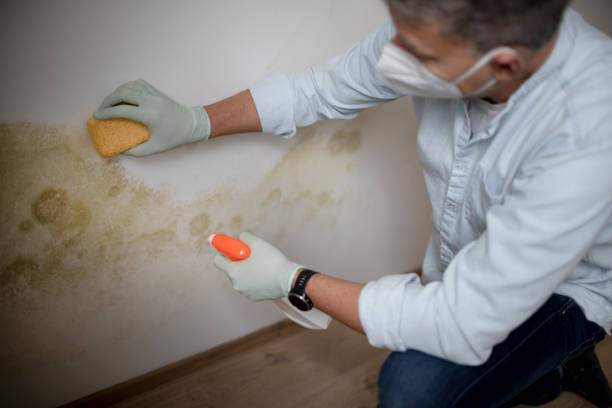 Best Toxic Mold Removal  in Big Rapids, MI