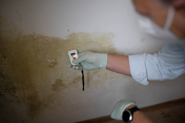 Best Mold Cleaning Services  in Big Rapids, MI