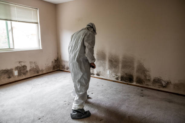 Best Certified Mold Removal  in Big Rapids, MI