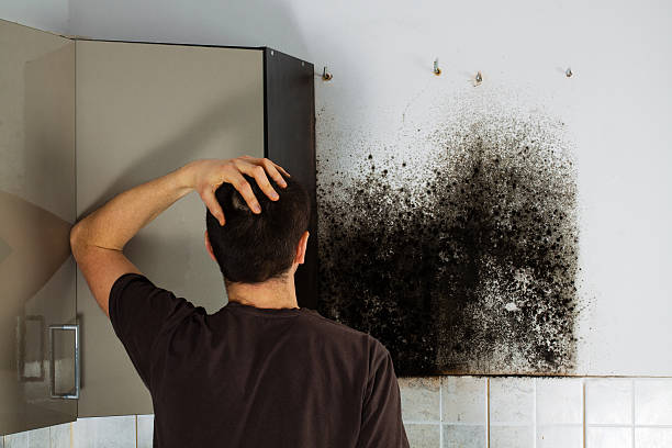 Best Same-Day Mold Removal  in Big Rapids, MI