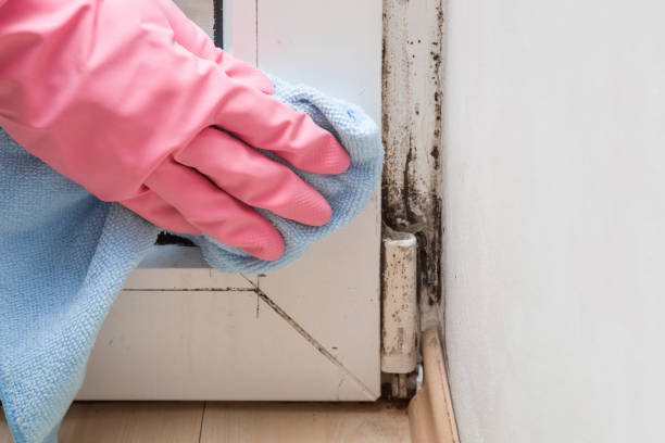 Best Mold Remediation Services  in Big Rapids, MI